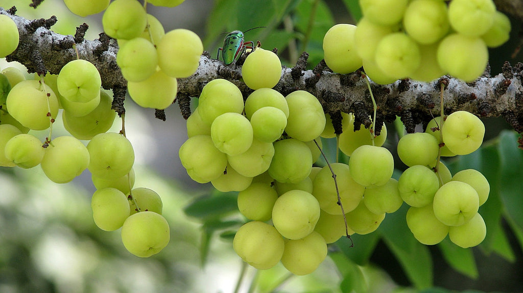 Harvesting and Drying of Amla Fruits
