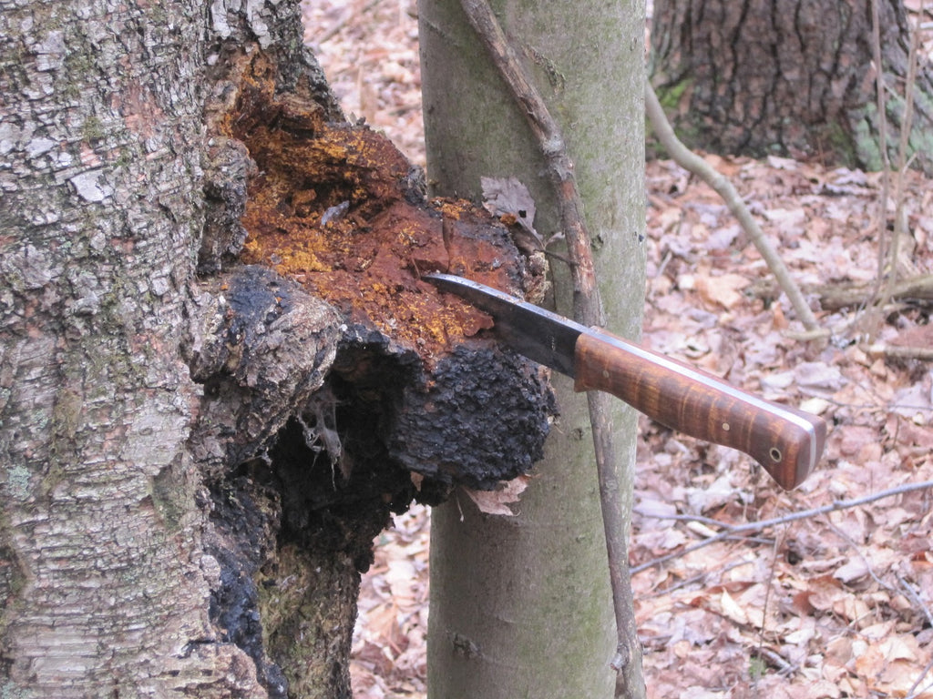 Harvesting of Chaga Mushrooms