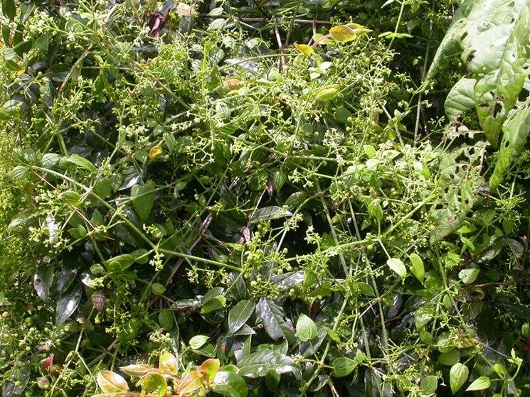 Cultivation and Harvesting of Manjistha Powder