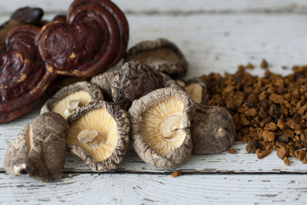 Medicinal Mushrooms - Chaga Mushroom and Reishi Mushroom