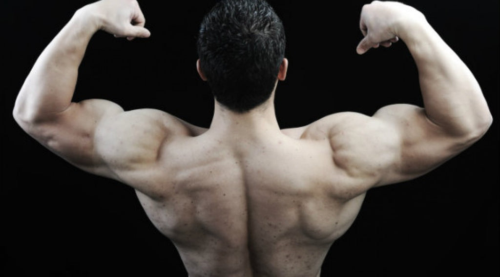 How Mucuna Pruriens can help body builders