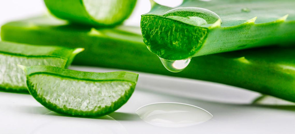 Aloe Vera and How it Helps in Digestion