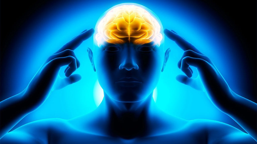 How Bacopa Monnieri Effects Brain Function