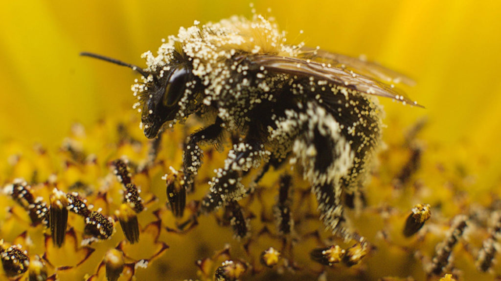 How is Bee Pollen Collected