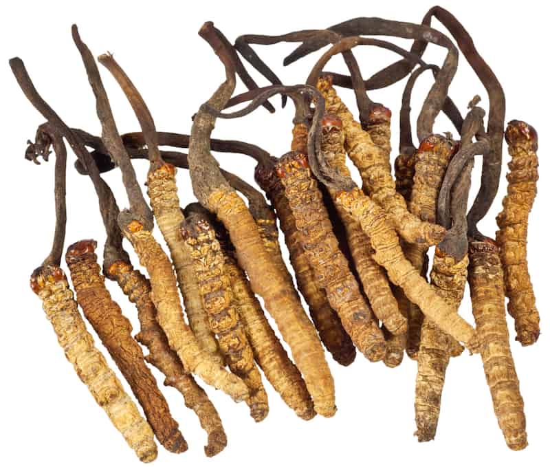 Cultivation of the Magical Cordyceps Mushrooms