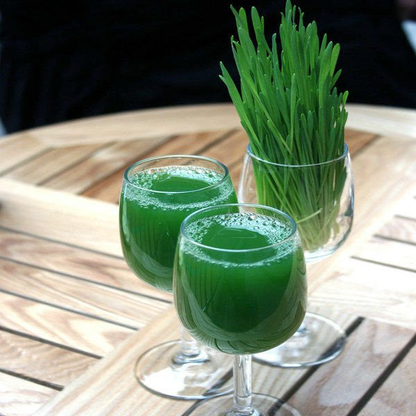 barley grass